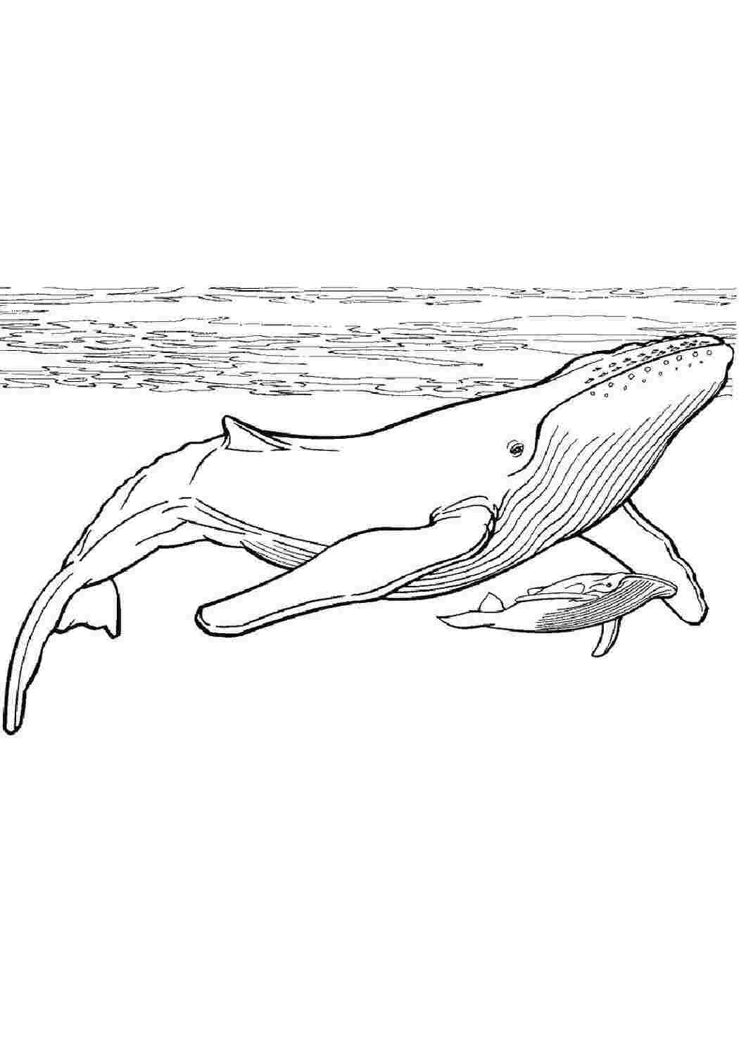 Раскраски Киты в океане кит Подводный мир, рыба, кит