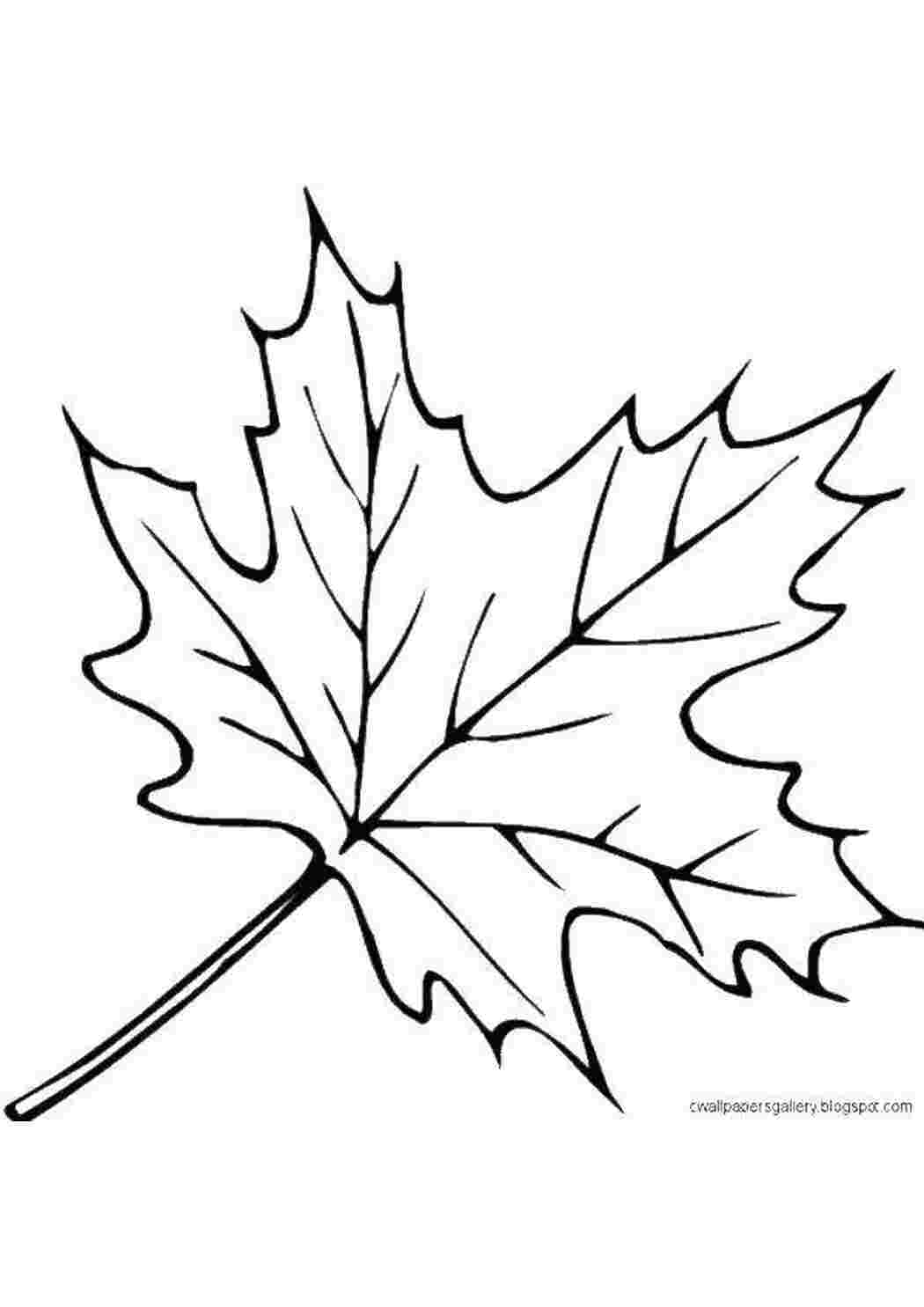 Конструктор многоразовая раскраска (листья деревьев), Р-19