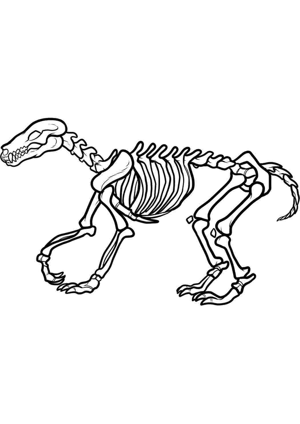 Раскраски картинки на рабочий стол онлайн Скелет динозавра Раскраски для мальчиков