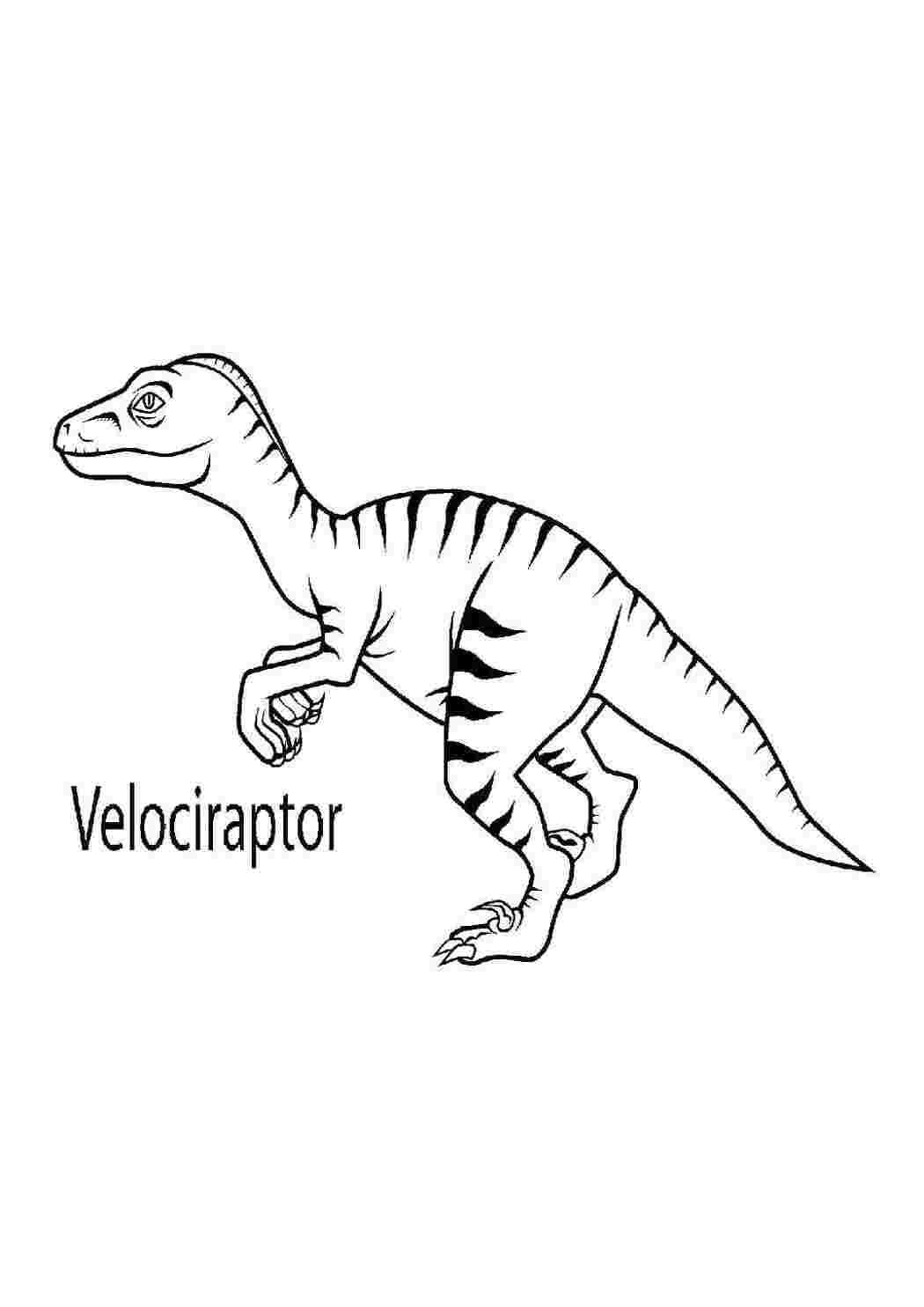 Раскраски Велоцираптор ящеротазовый динозавр динозавр Велоцираптор