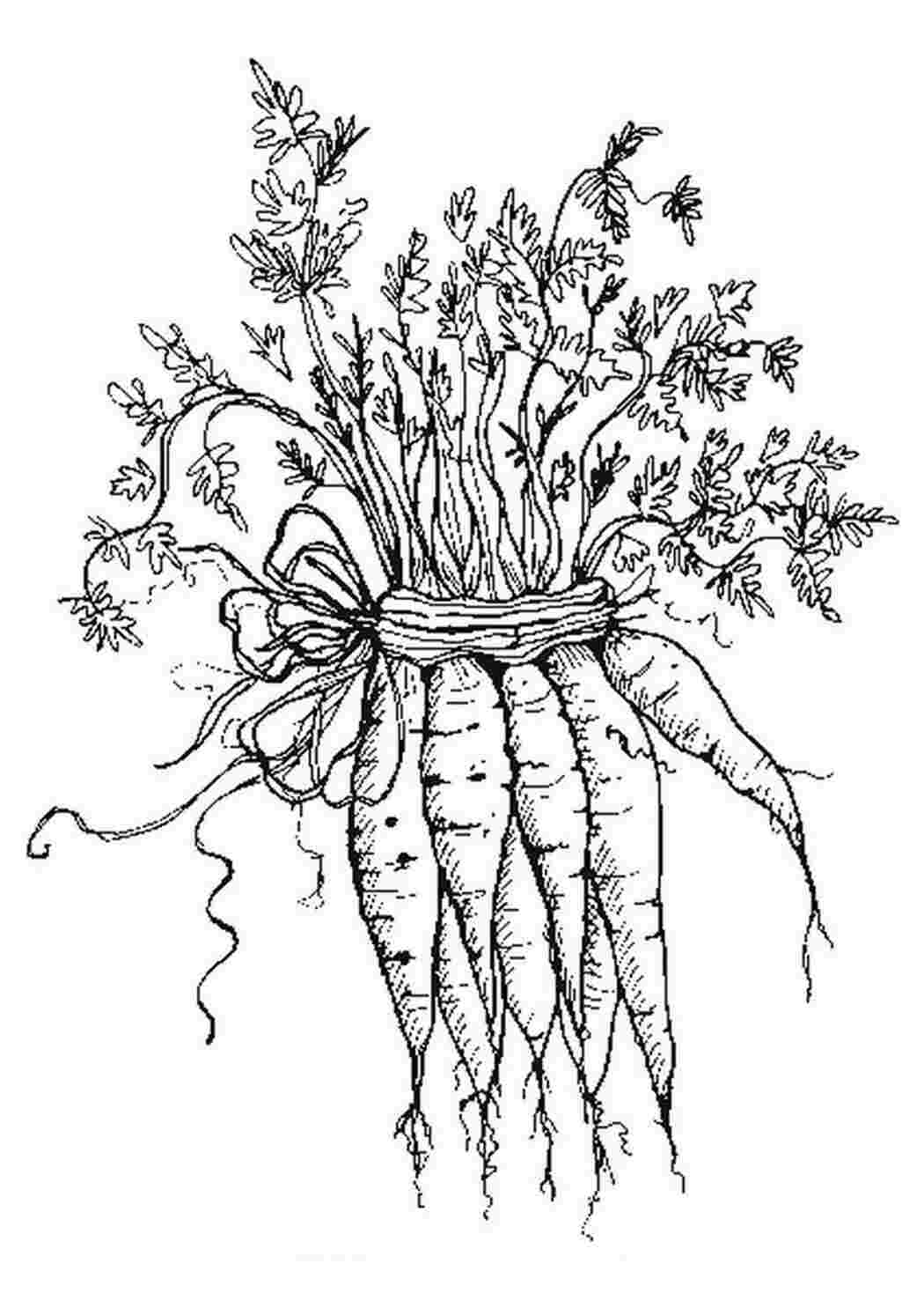 Раскраски Пучок моркови овощи морковка