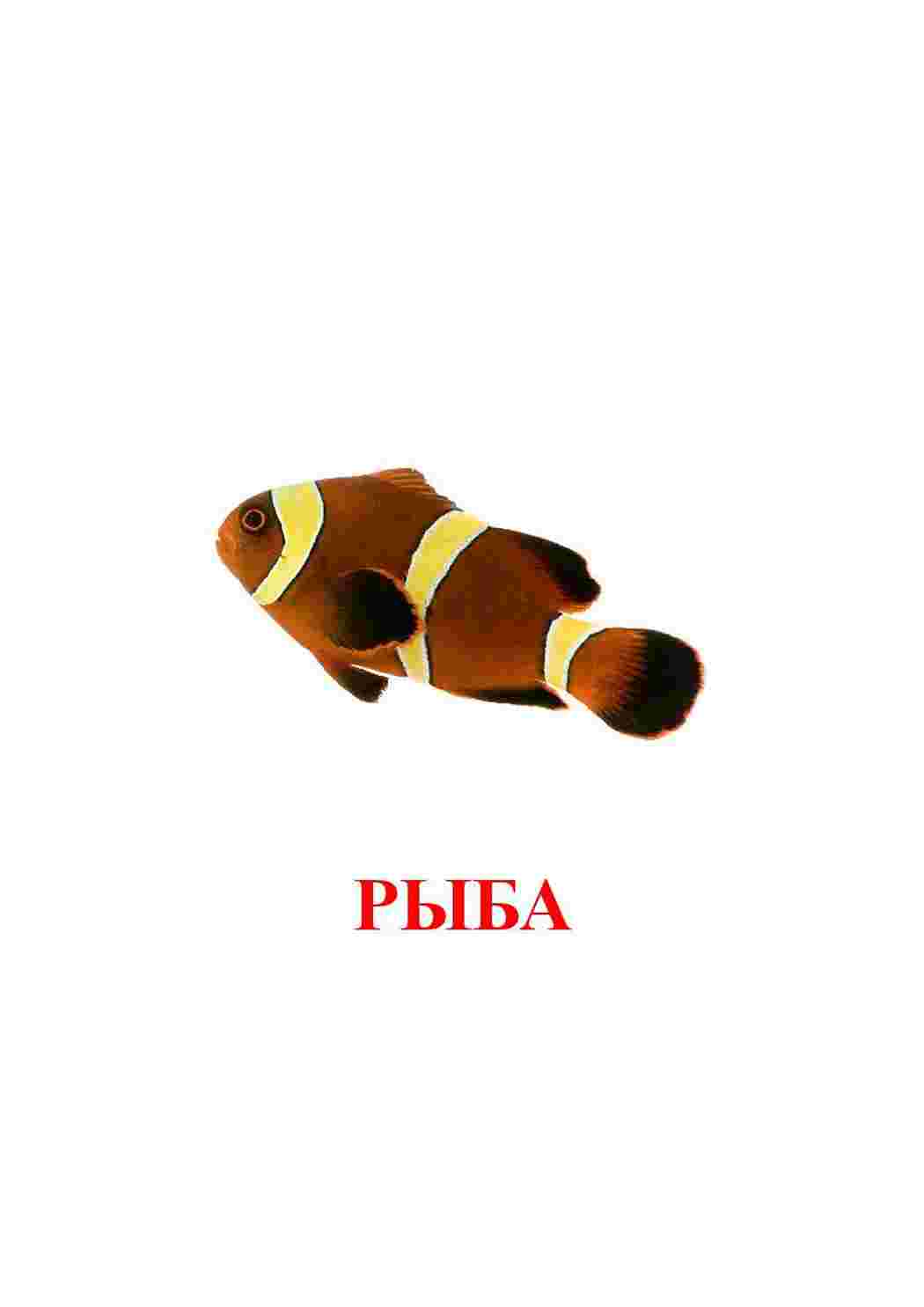  карточки рыбы 