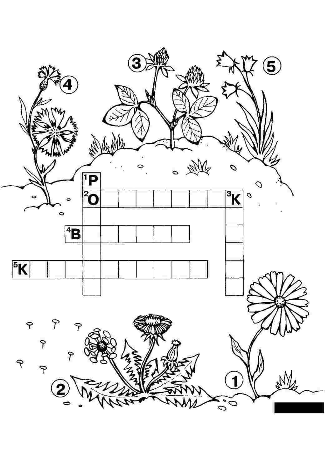 Раскраски Кроссворд цветы Раскраски Кроссворды для детей 