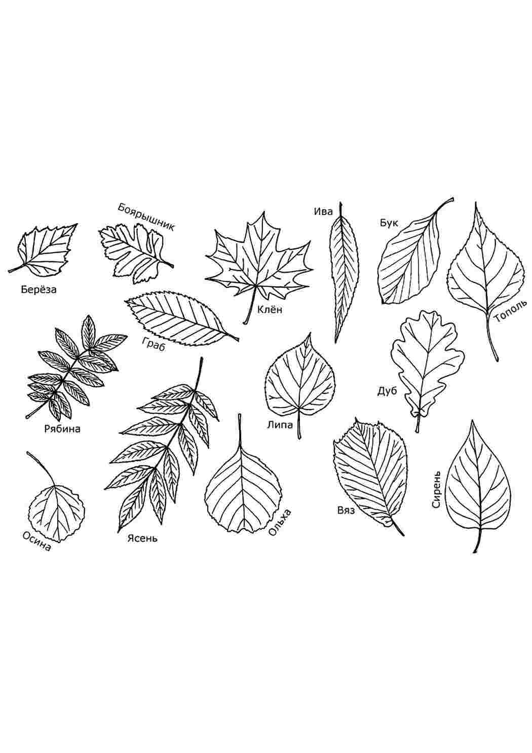 Раскраски Названия разных листьев Контуры листьев Листья, дерево