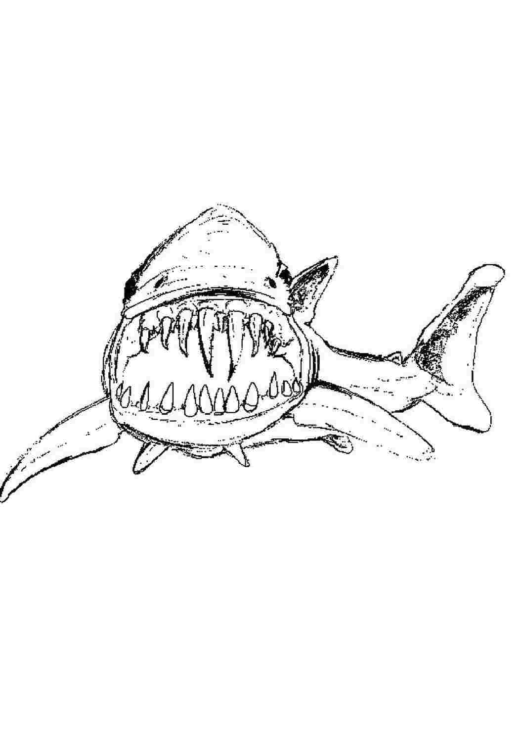 Раскраски Клыкастая акула Акулы акулы, рыбы, клыки