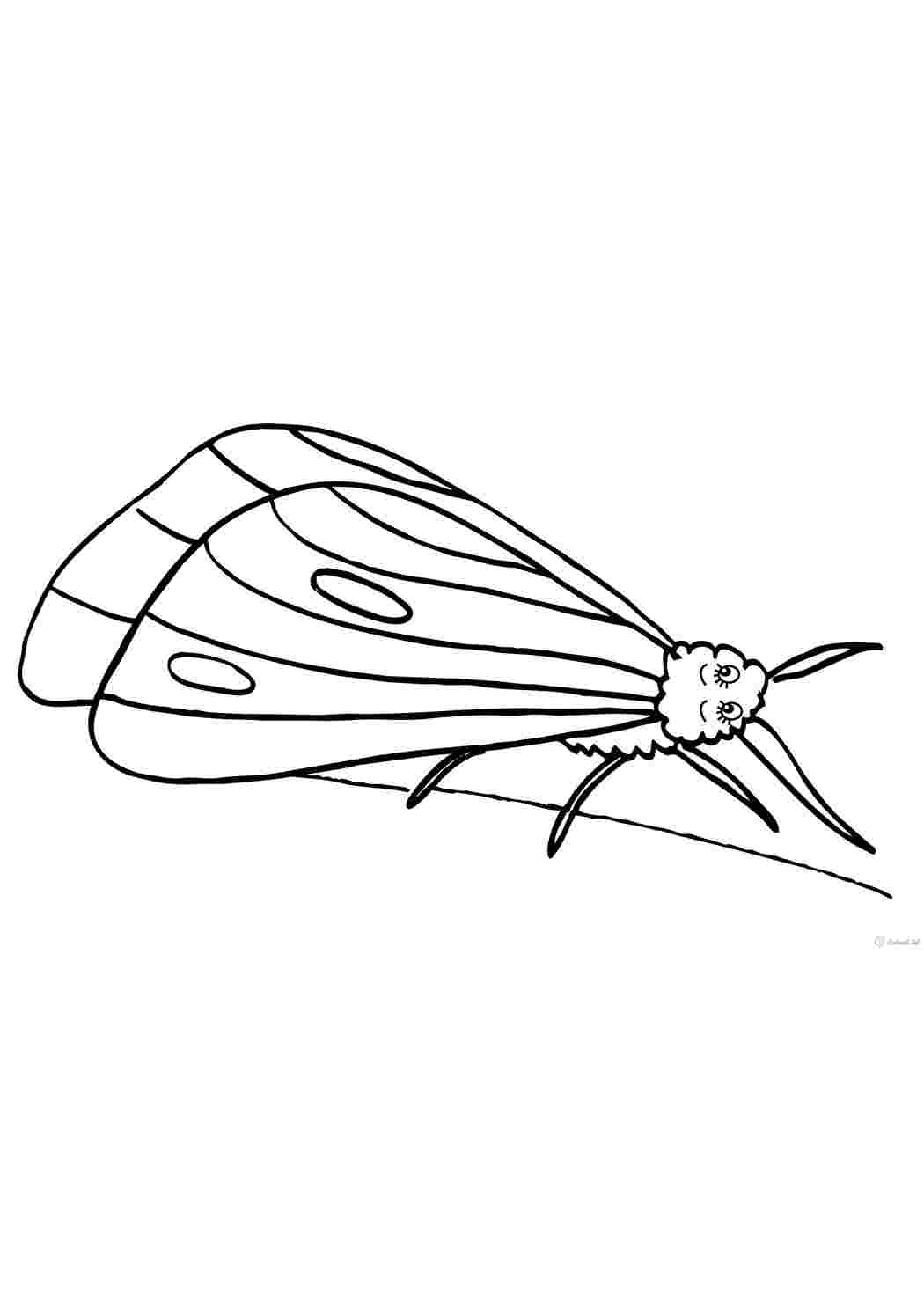 Раскраски насекомые раскраска насекомые, мотылек, бабочка  Раскраски скачать онлайн