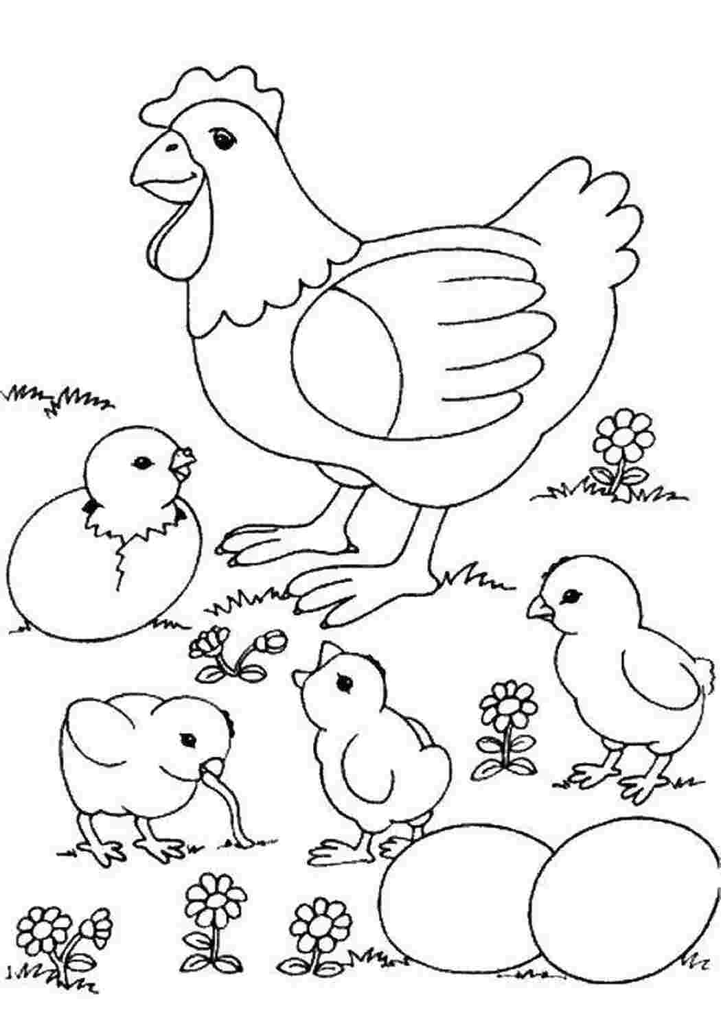 Раскраски, Курочка и цыплята, птицы курочка, цыплята, яйца, Контур птицы,  Птичка с хохолком., Контур птицы на ветке, Птица и цветы, Милашка петушок.
