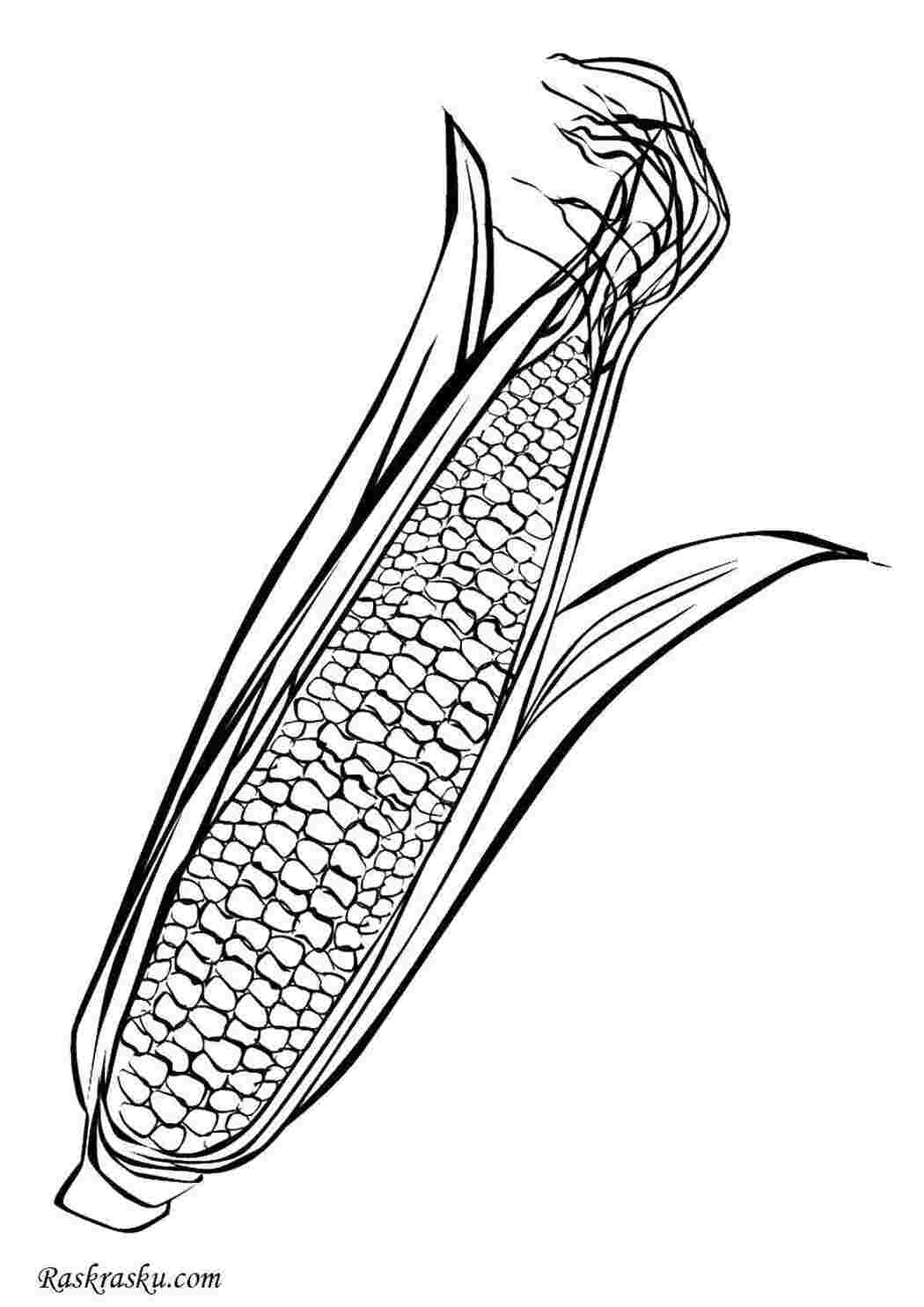 Раскраски Початок кукурузки овощи Овощи