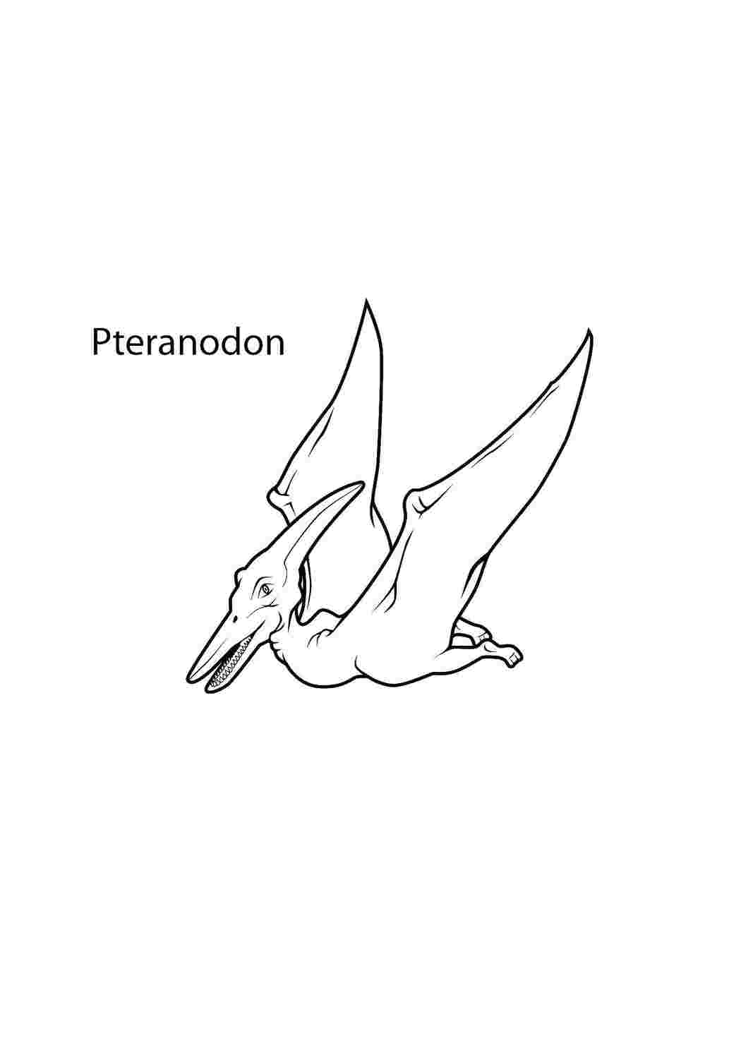 Раскраски Птеранодон динозавр Динозавры