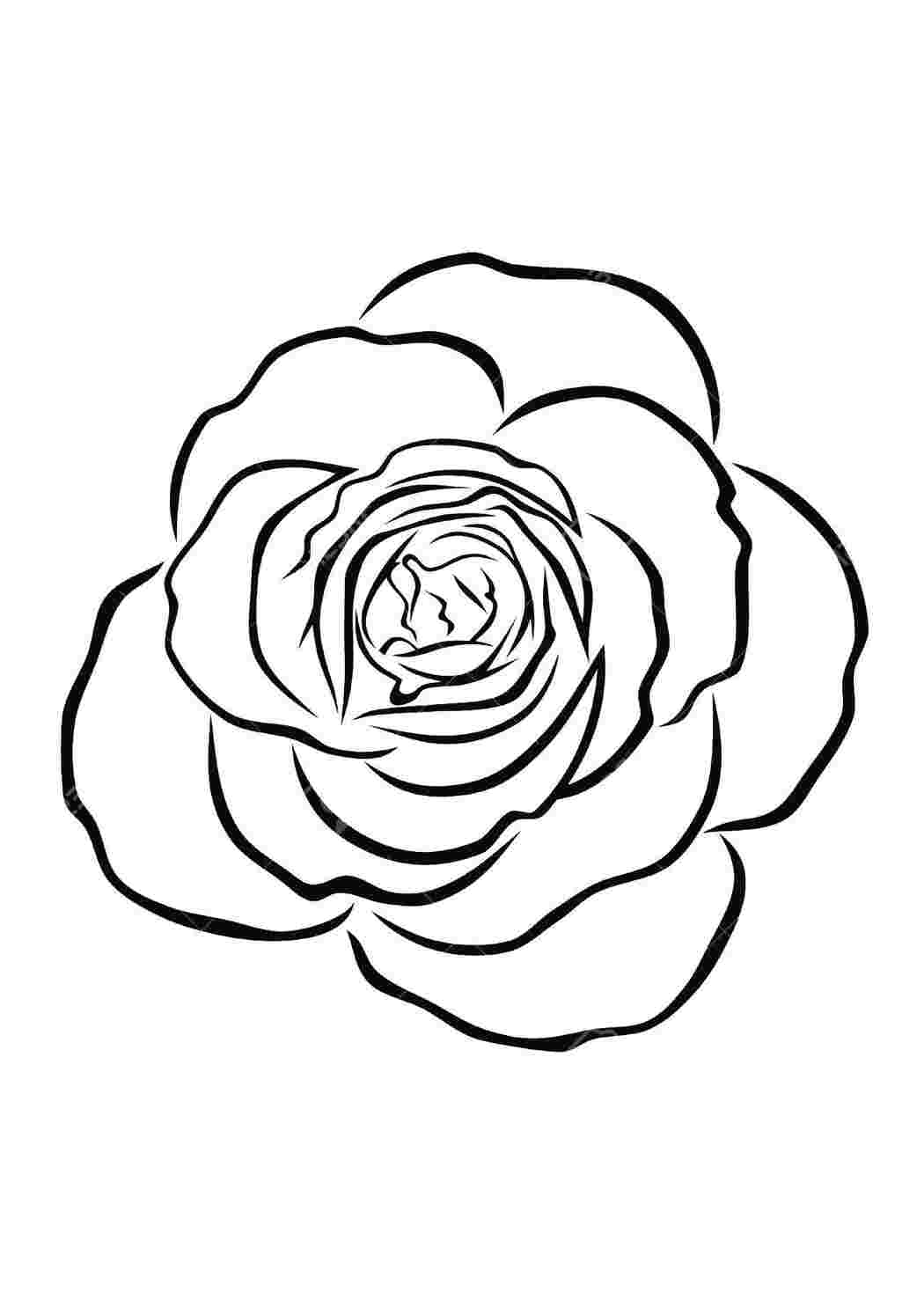 Раскраски Розы Контуры розы Роза