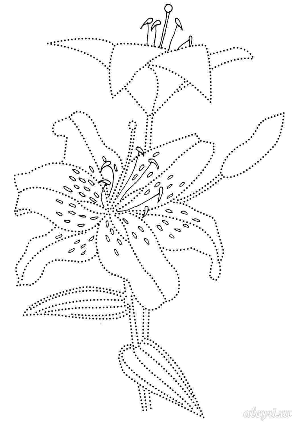 Раскраски Летние цветы, ветка лилии Летние цветы, ветка лилии  Раскраска цветок