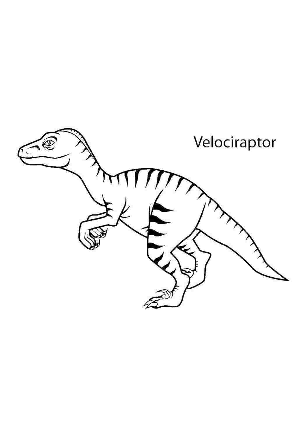 Раскраски Динозавр велоцераптор динозавр , динозавр, велоцераптор, 