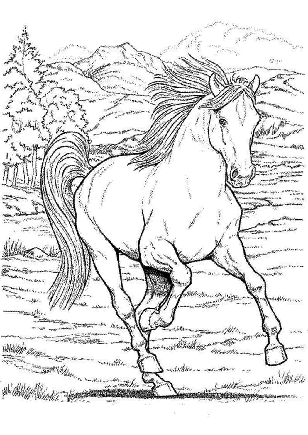Раскраски Лошадка бежит по полю Животные Животные, лошадь