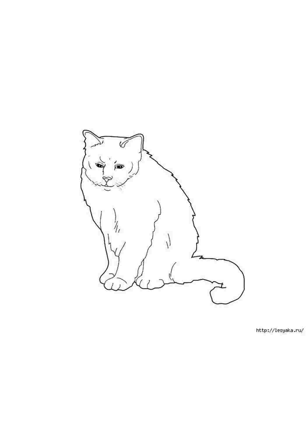 Раскраски Грустный котик котики котики, животные, кошечка