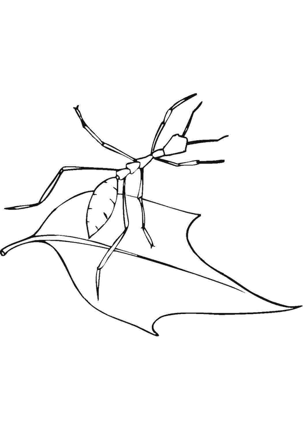 Раскраски Муравей на листочке Насекомые муравей, усики, листочки