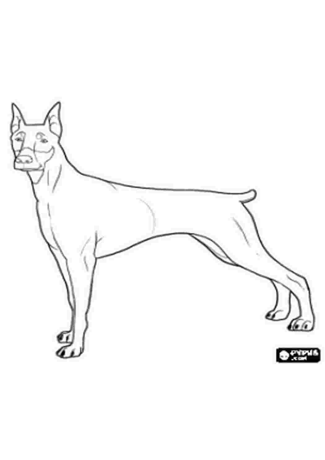 Раскраска Доберман | Раскраски собак, рисунки собак, картинки собак