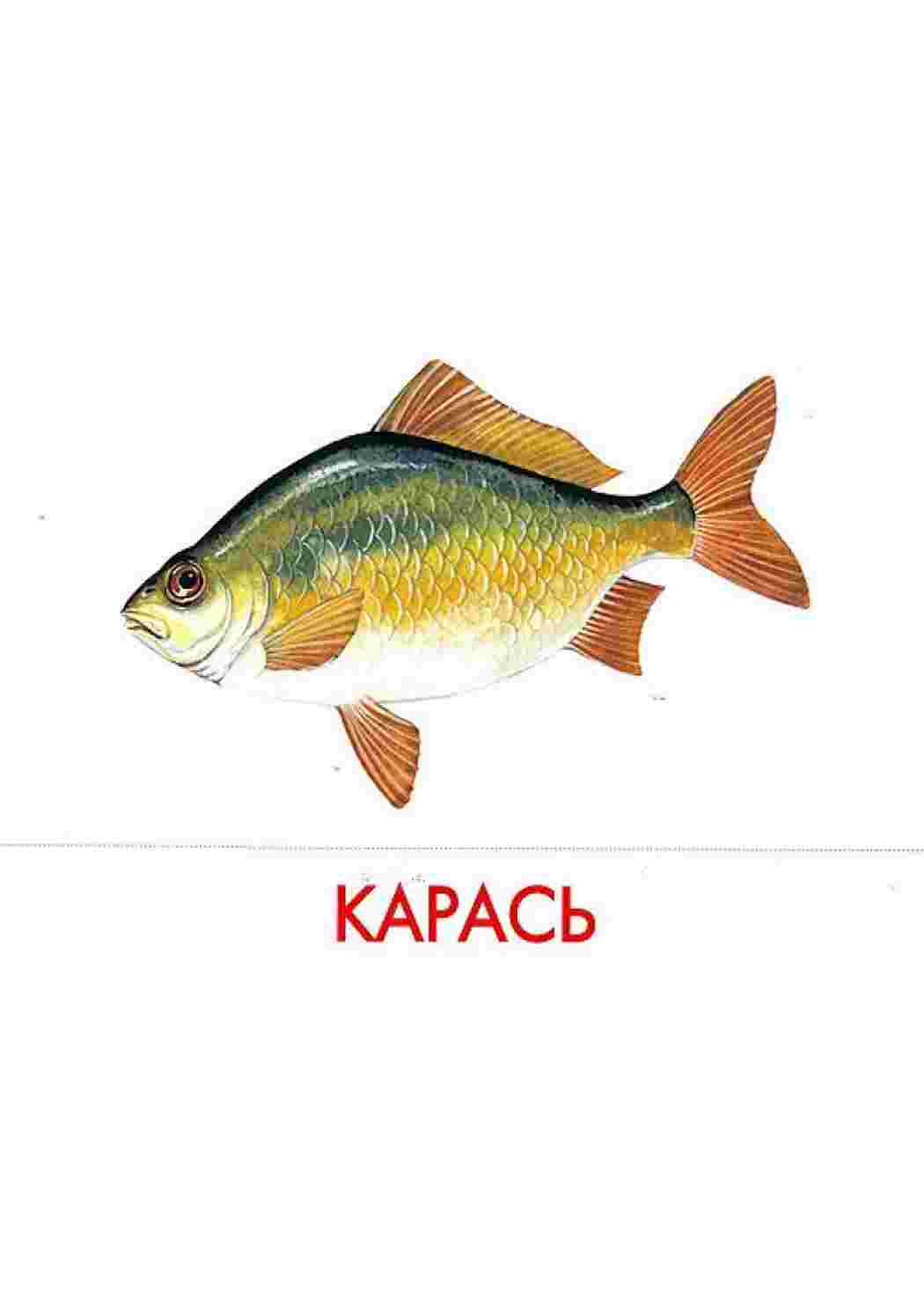  карточки рыбы 