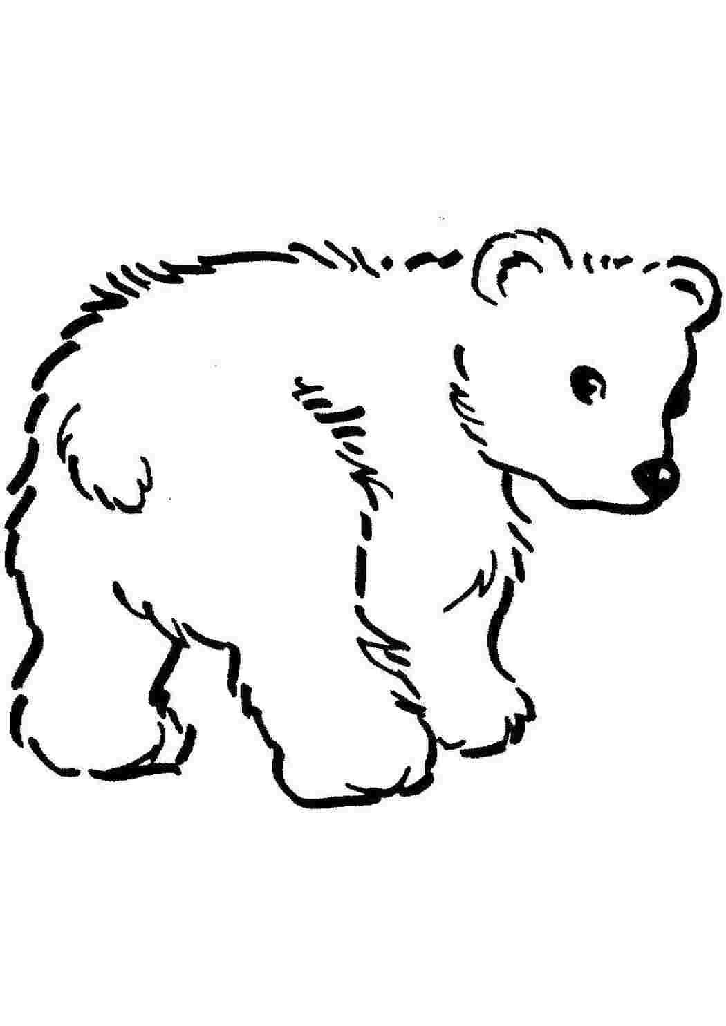 Животные медведь