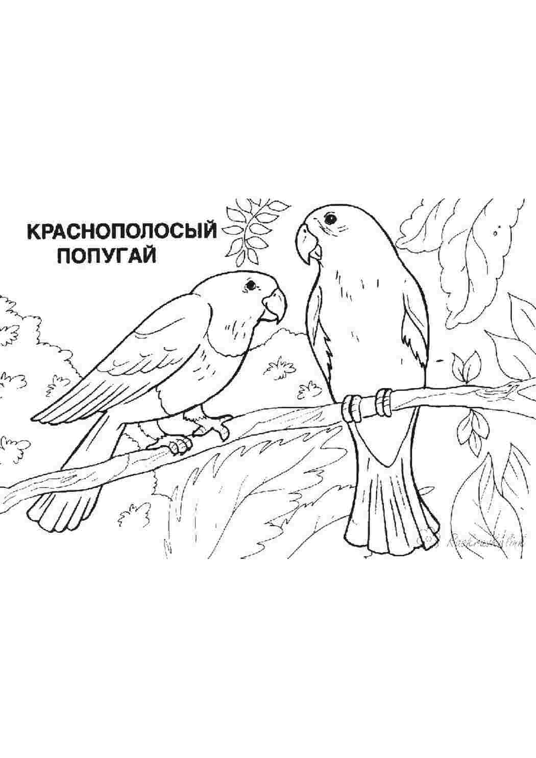 Краснополосый попугай Распечатать раскраски для мальчиков