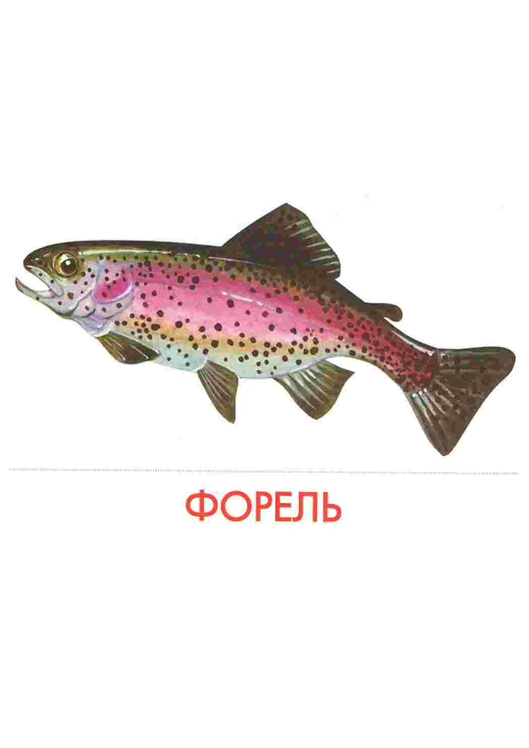 Раскраски карточки рыбы   карточки рыбы 