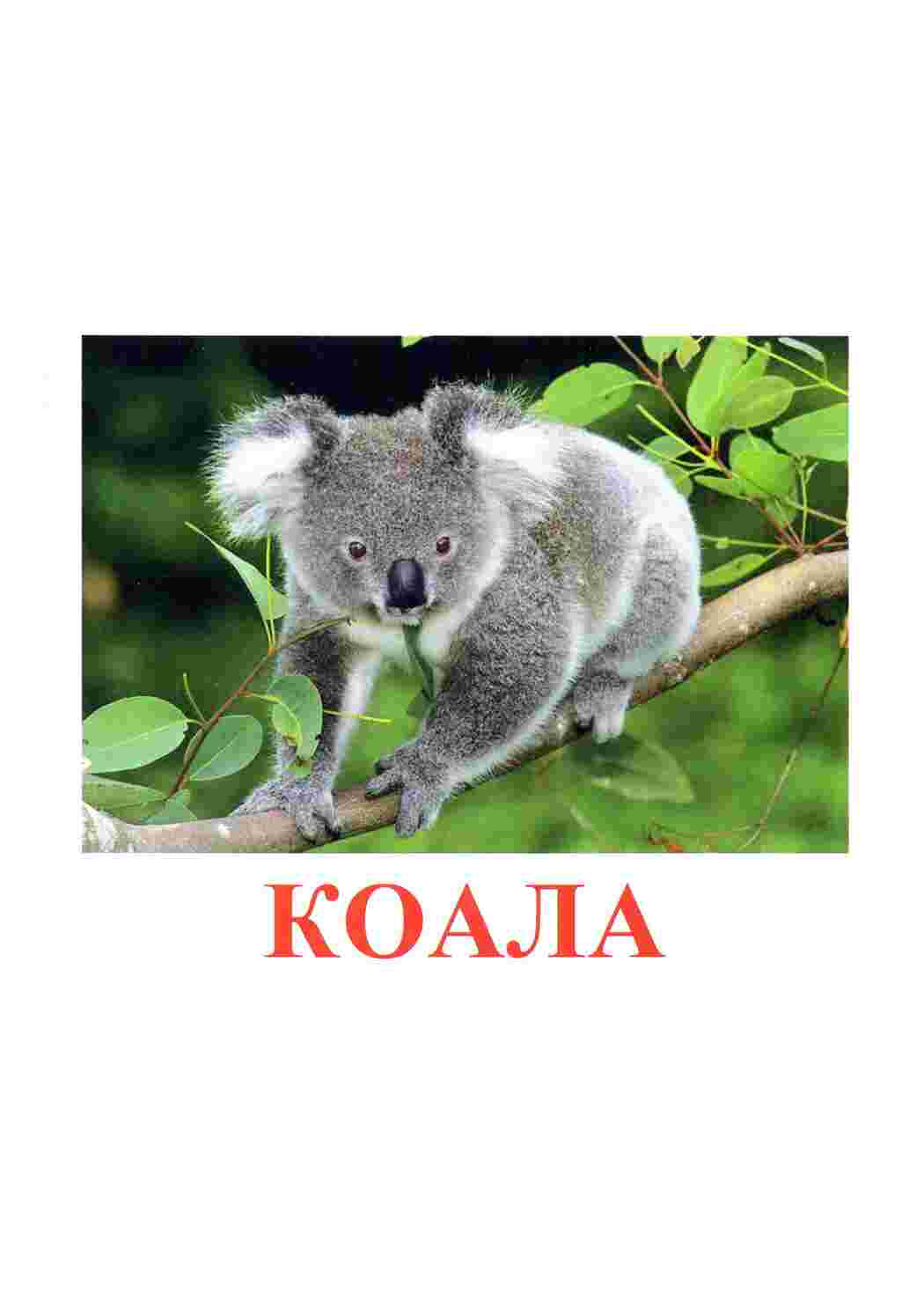  карточки диких животных