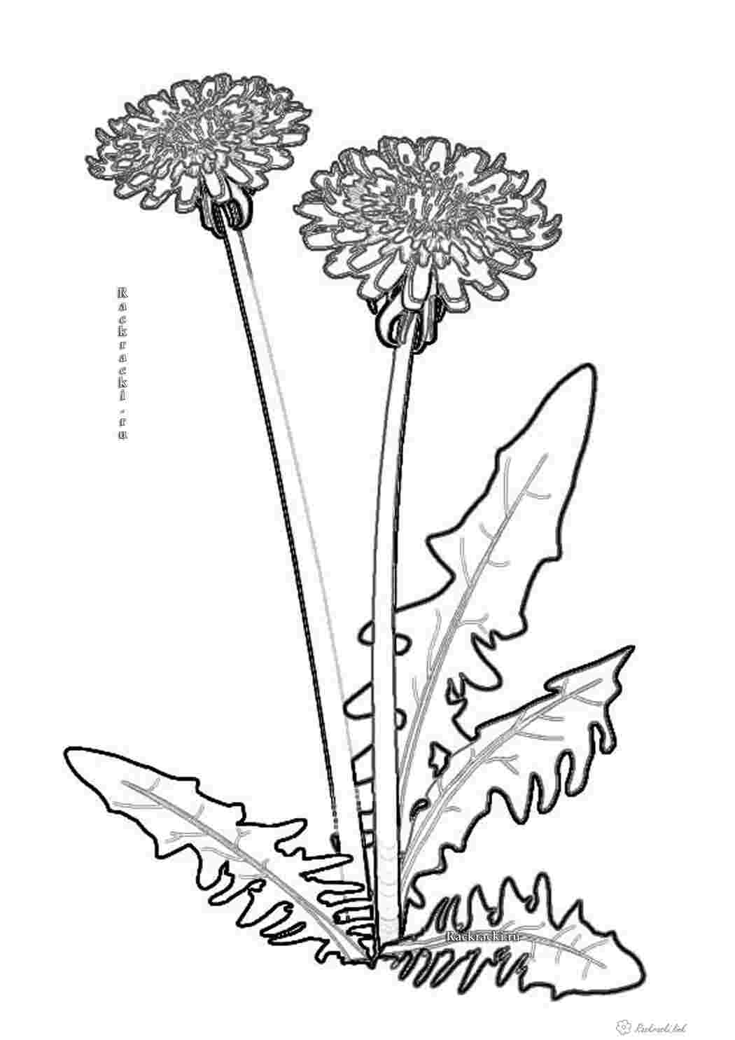 Раскраски Детская раскраска цветы,  одуванчики Раскраски Раскрасить цветы 