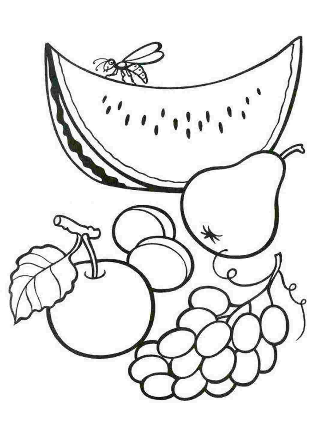 Раскраски Фрукты и ягоды. арбуз груша яблоко абрикосы и виноград ягоды арбуз