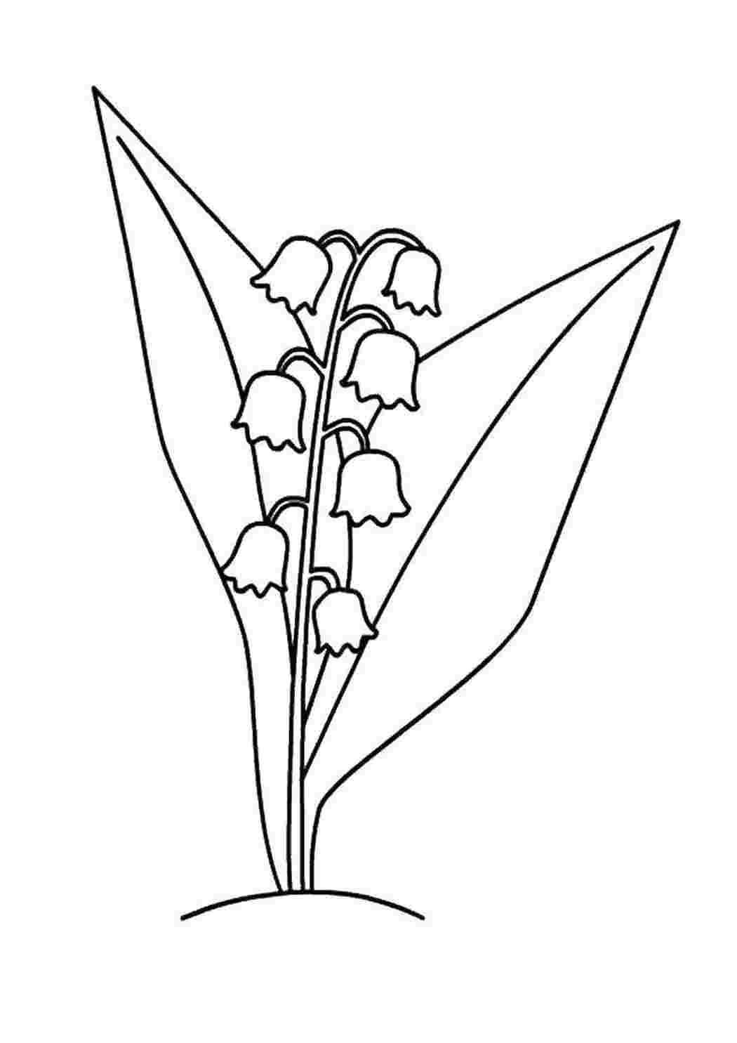 Раскраски Цветы ландыш Цветы