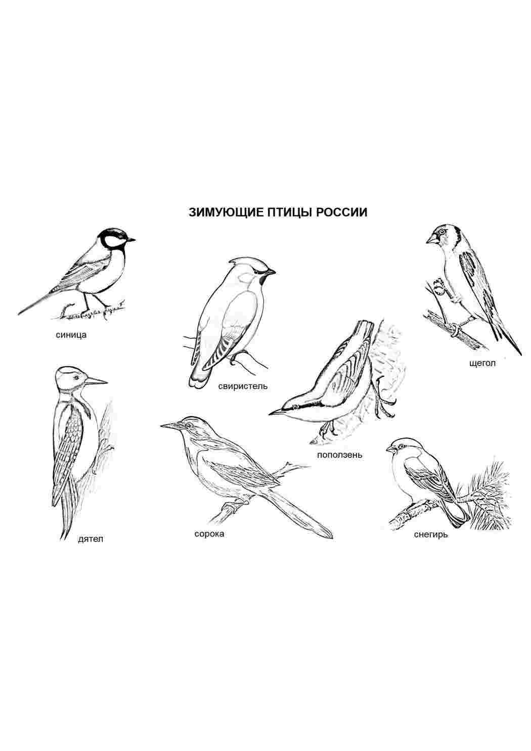Раскраски Зимующие птицы россии россия Россия, птицы