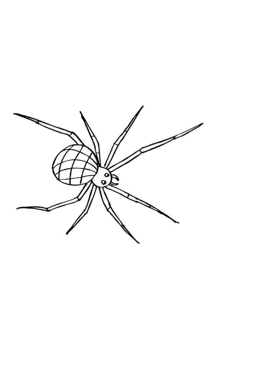 Раскраски Паук насекомые паук