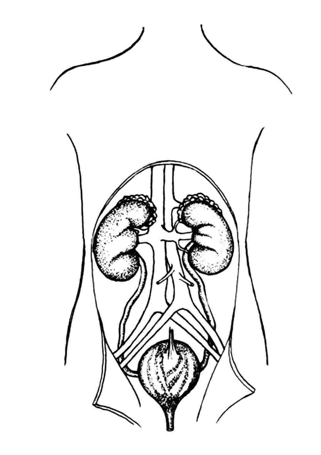 Раскраски Почки и мочевой пузырь Строение тела Орган, выделительная система