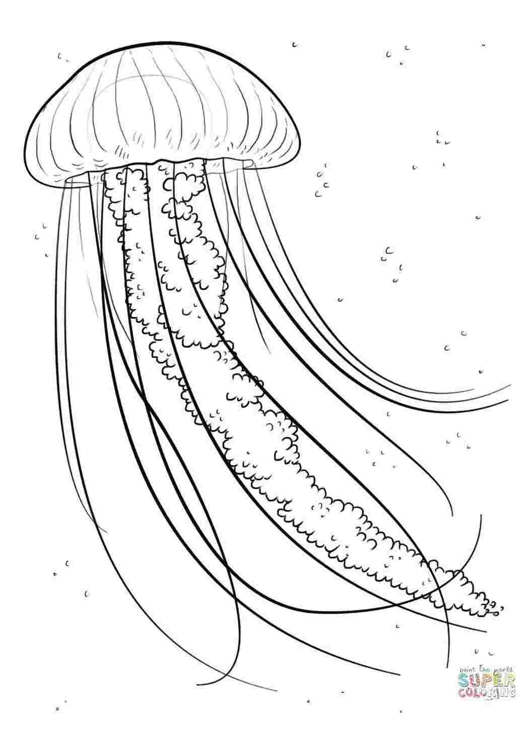 Раскраски Настоящая медуза Морские обитатели Подводный мир, медуза