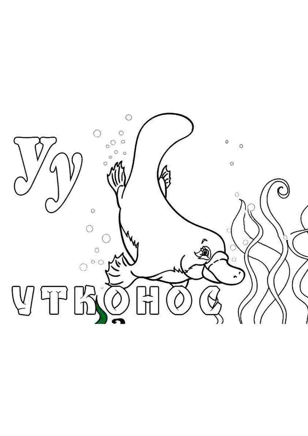 Животные утконос, животные