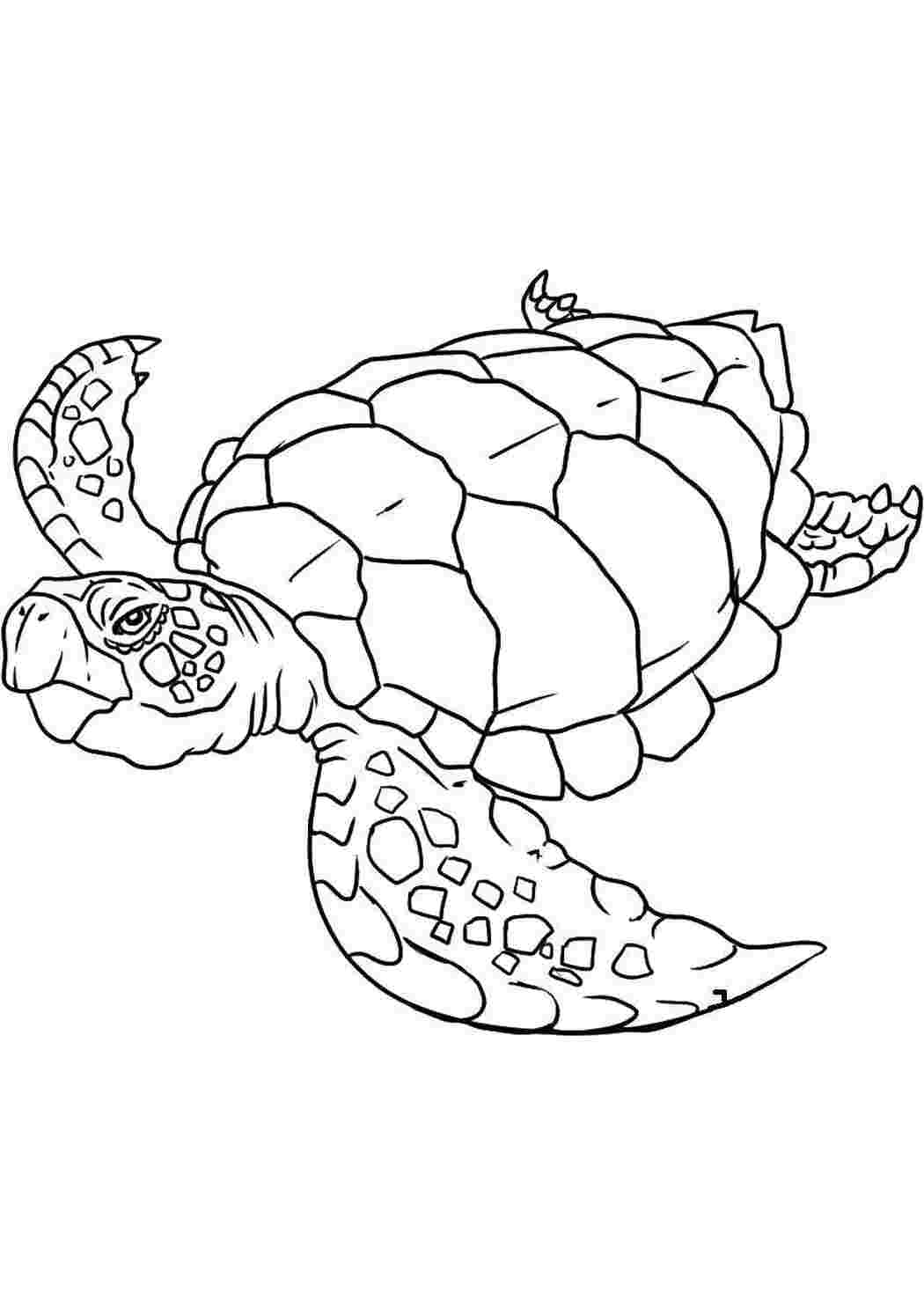 Раскраски Морская черепаха Океан Морская черепаха