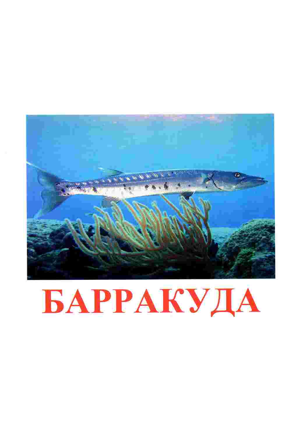  карточки рыбы 