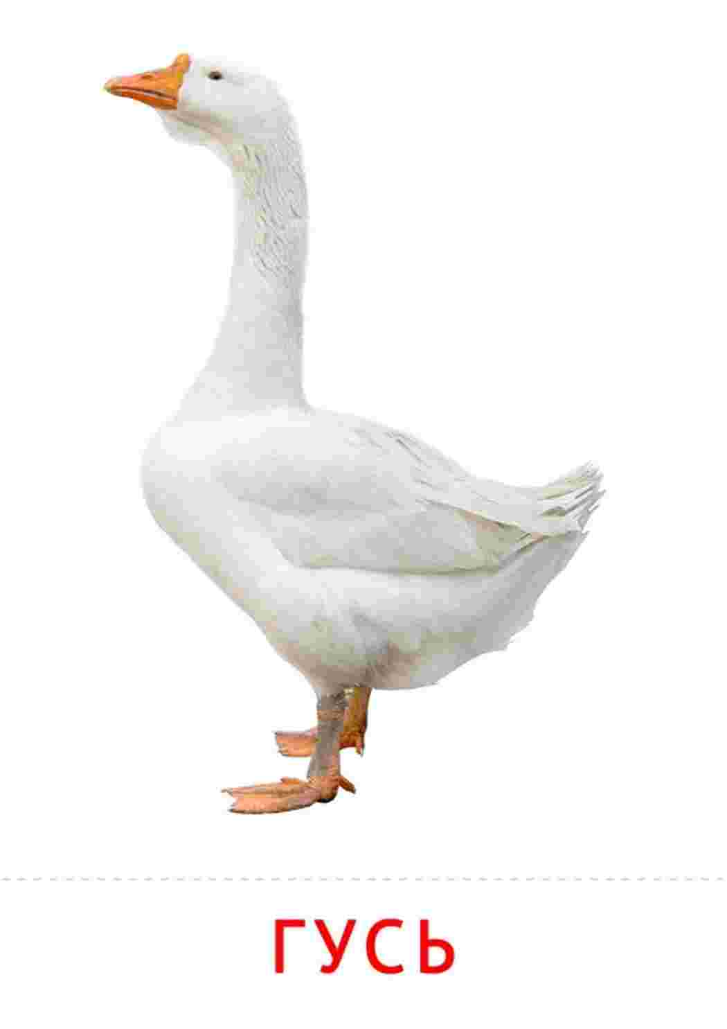 ,гусь,