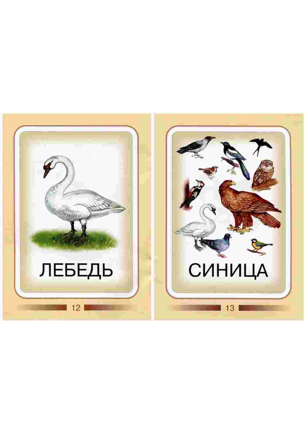 карточки из категории природа. Пернатые птицы