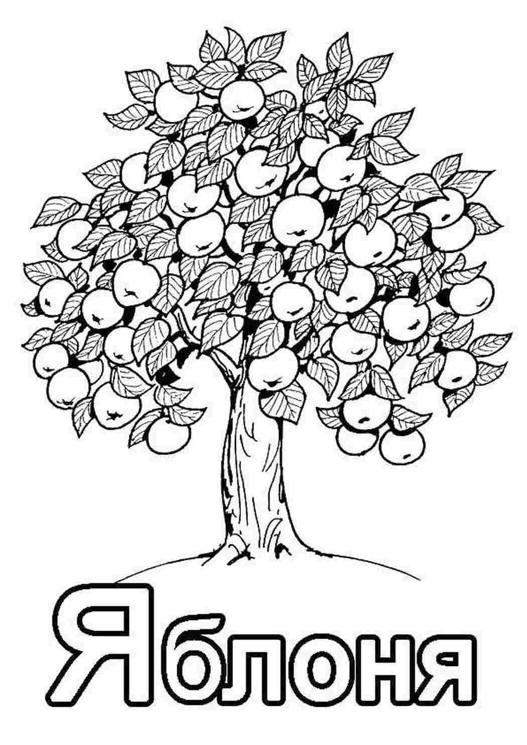 Раскраски Слова алфавит Алфавит, буквы, слова