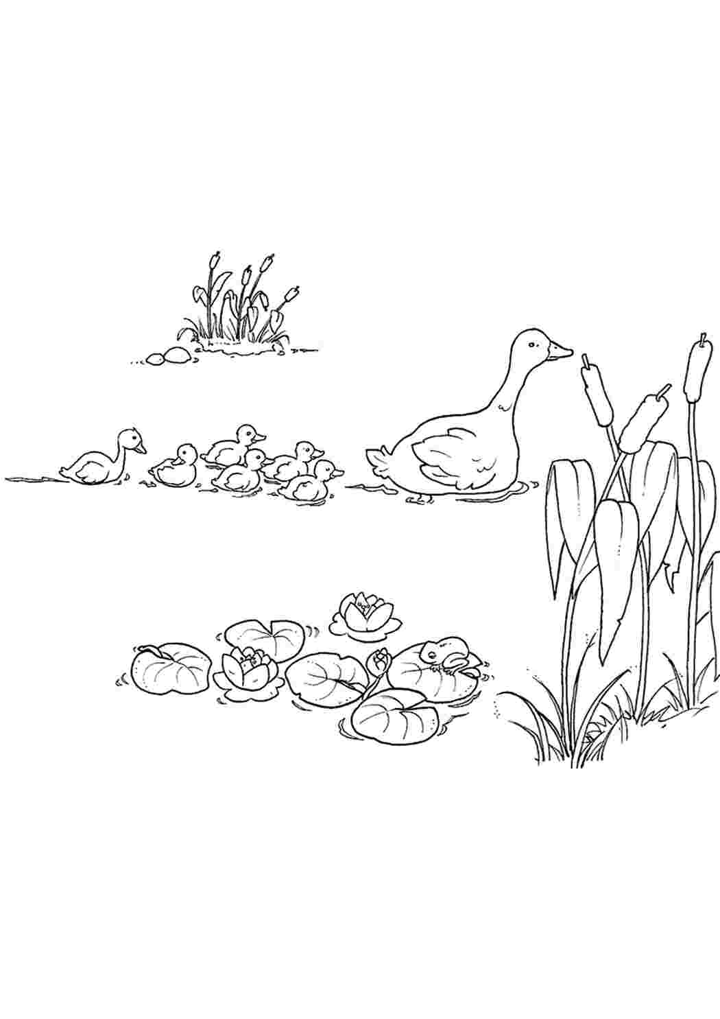 Раскраски Мама утка плывет по озеру со своими утятами Раскраски раскраски по сказкам Андерсена 