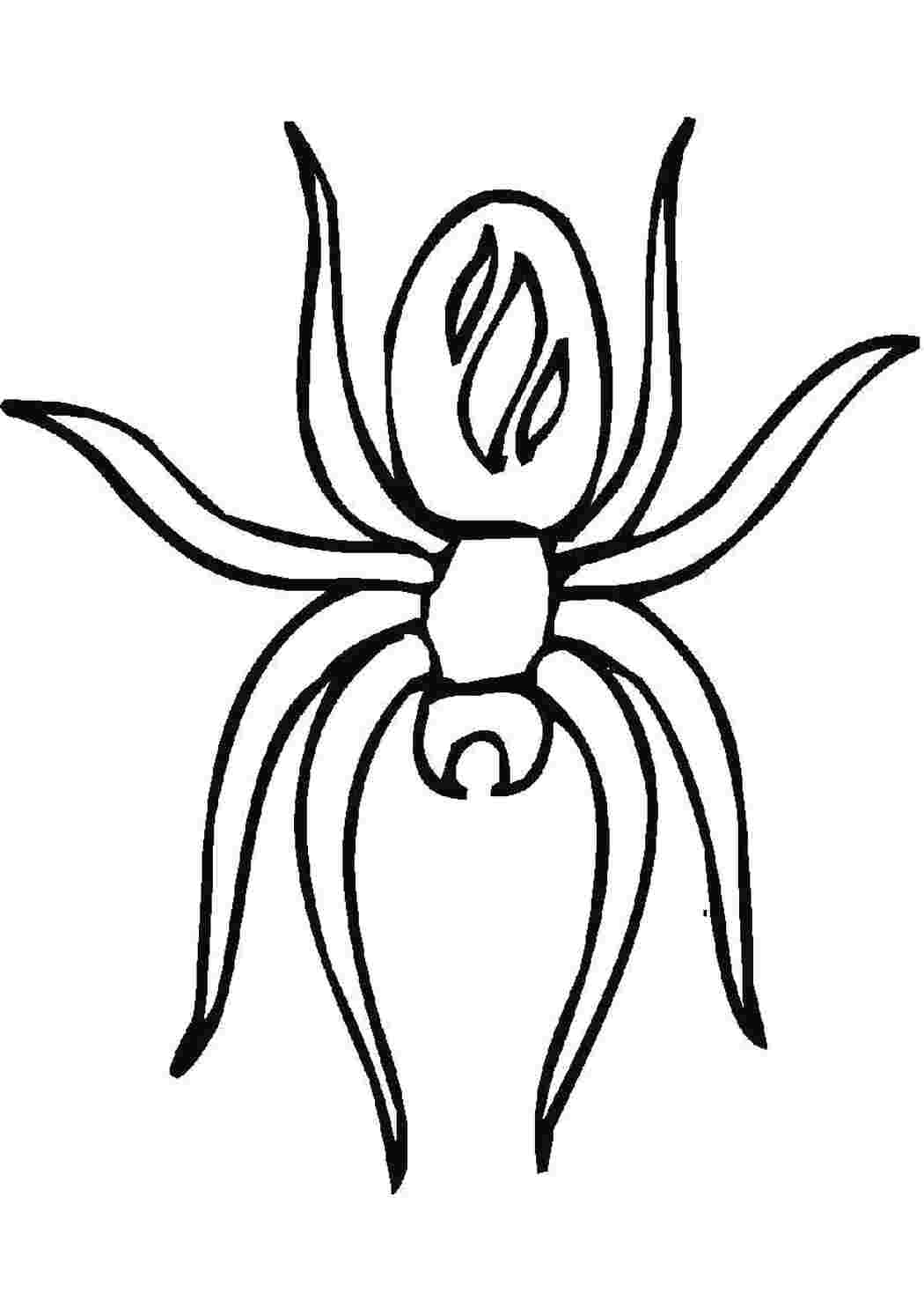  паук