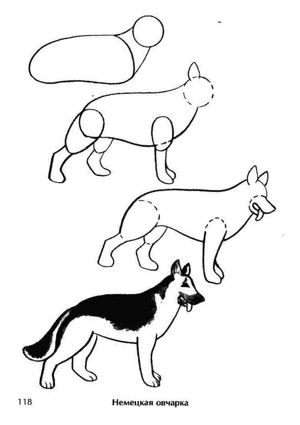 Раскраски Рисуем собаку собаки овчарки рисуем, собака
