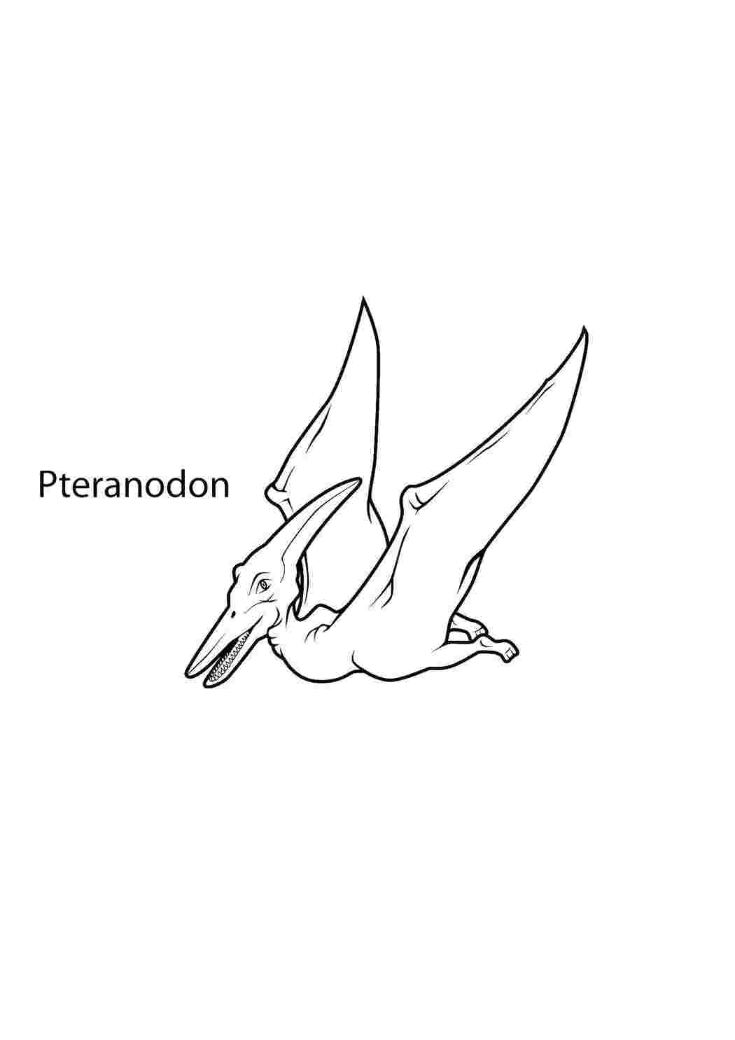 Раскраски Птеранодон динозавр Динозавры, птеранодон