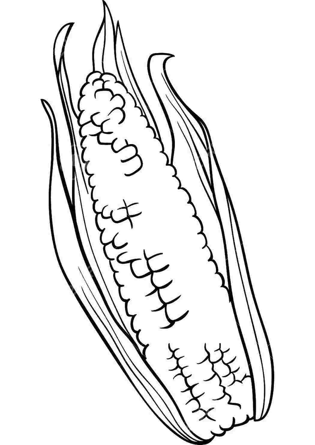 Раскраски Кукуруза в листве Кукуруза кукуруза, листва