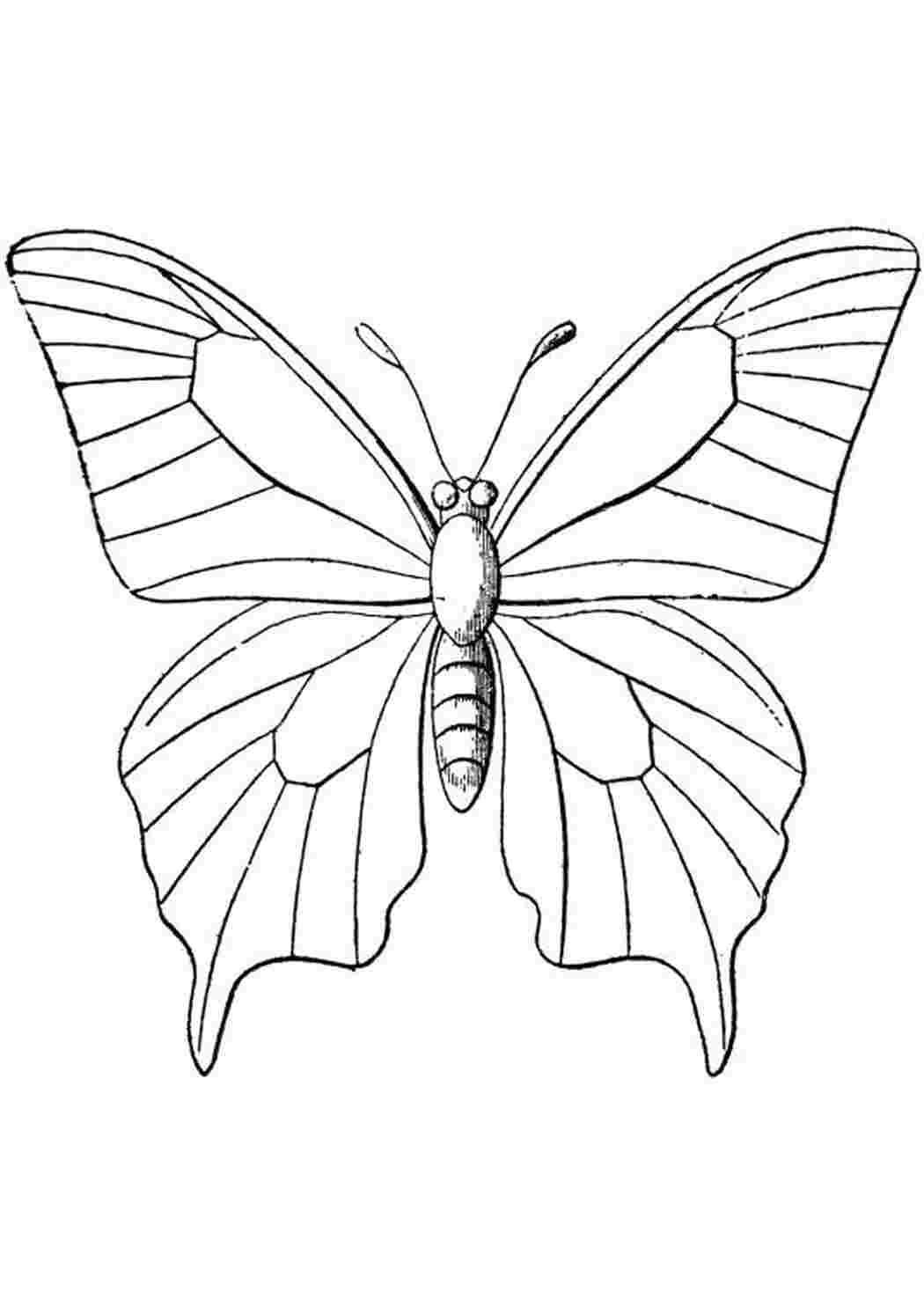 Раскраски бабочка с клыльями Бабочки Бабочки