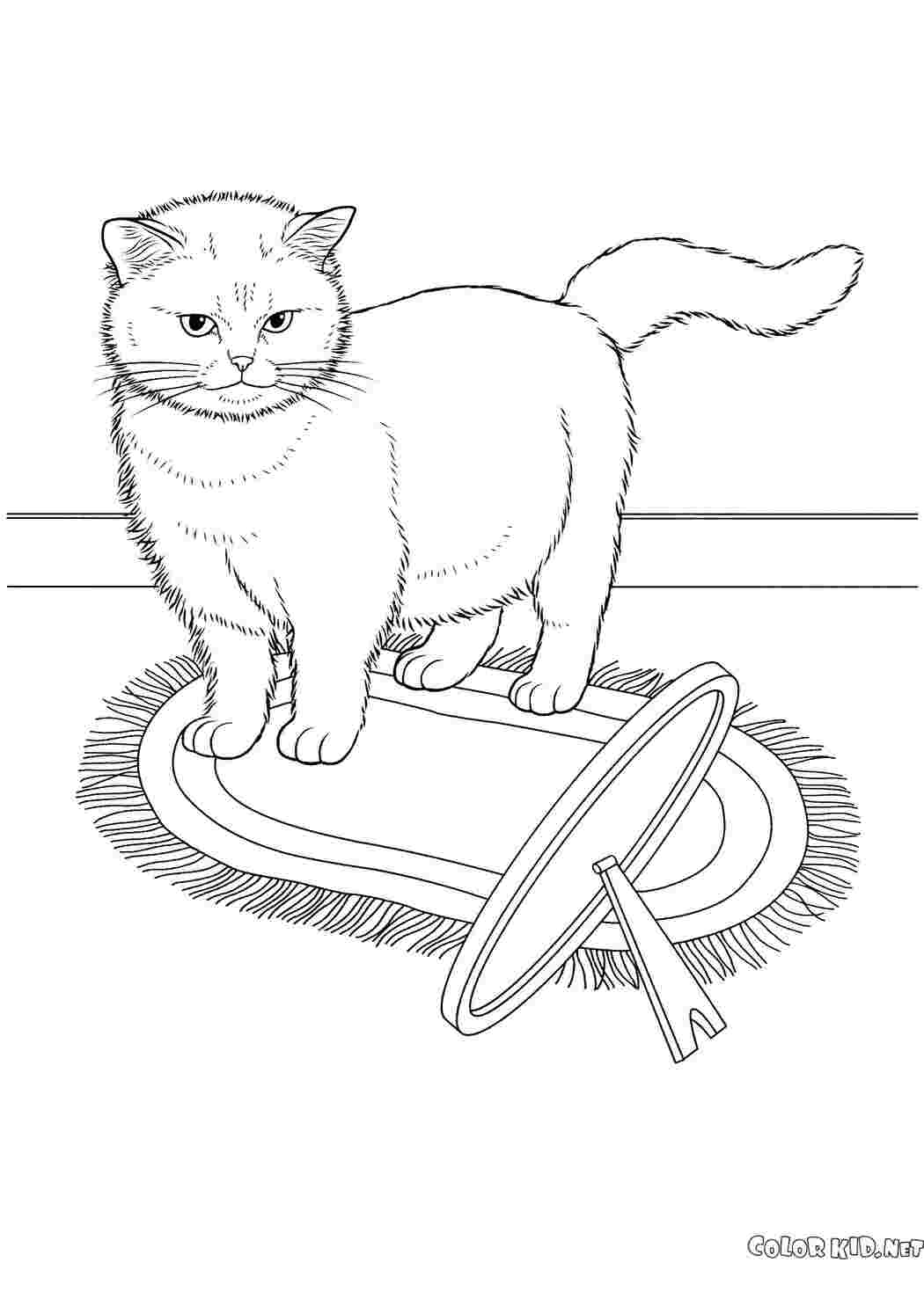 кошка кошка