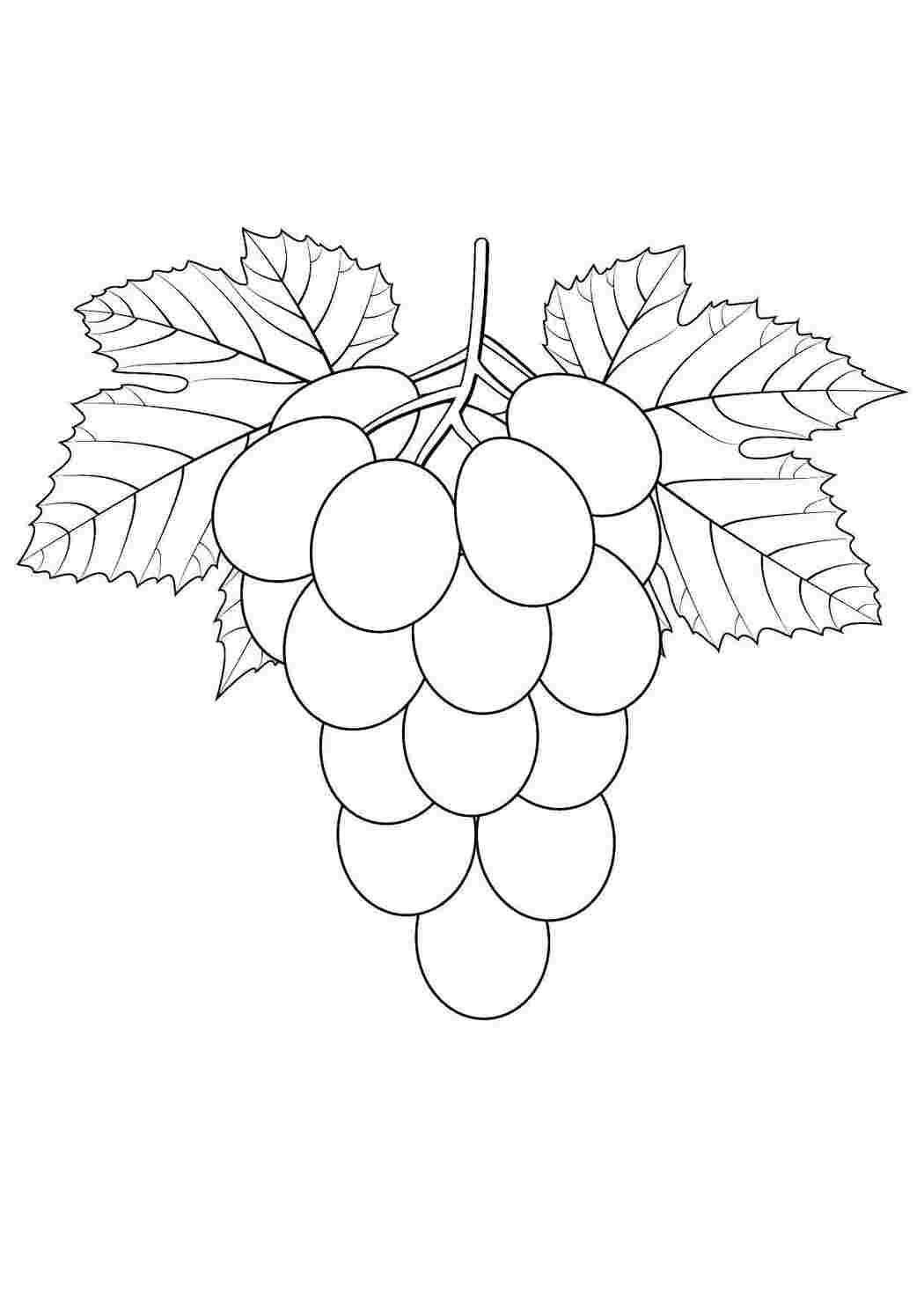 Раскраски Виноград виноград виноград, фрукты