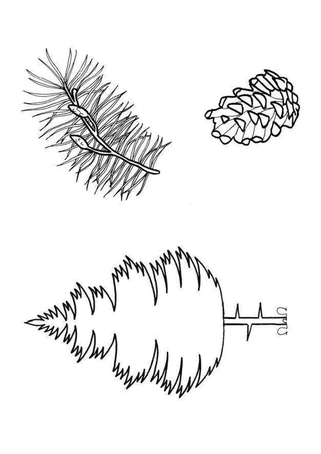 Раскраски Ель и шишка деревья деревья