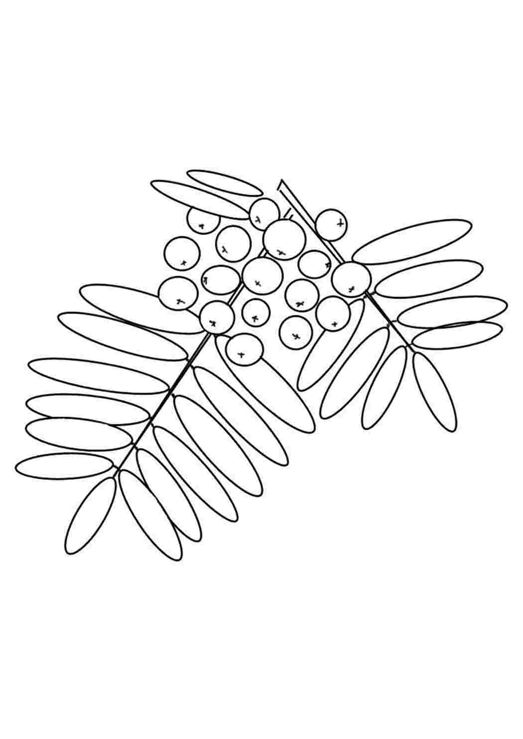 Раскраски Рябина ягоды и листья  ягоды рябина