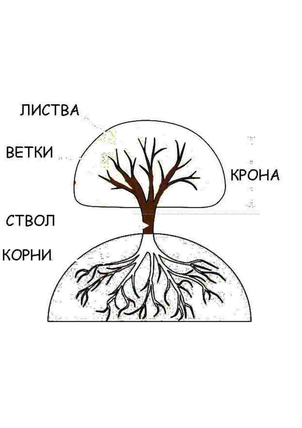 Раскраски Дерево растения дерево