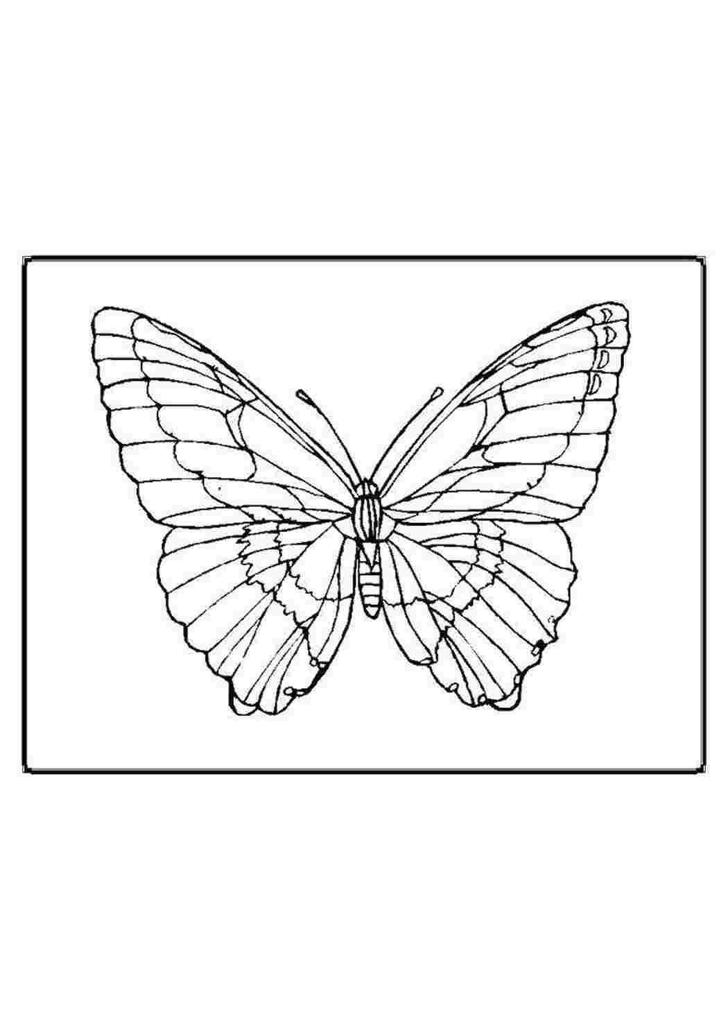 Бабочка раскраска простая 61 фото